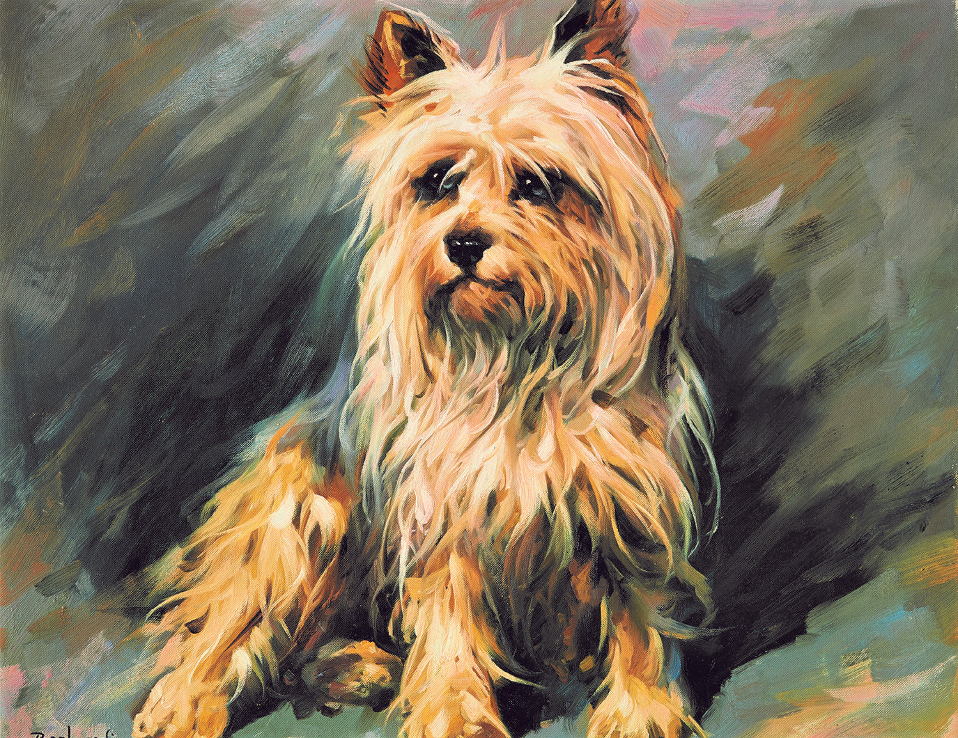 Golden Terrier